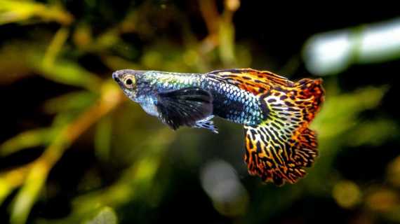 Why do guppies bite their food?