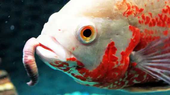 does oscar fish have teeth