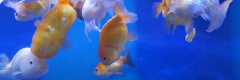 why-does-my-goldfish-have-white-spots-and-how-to-cure-them