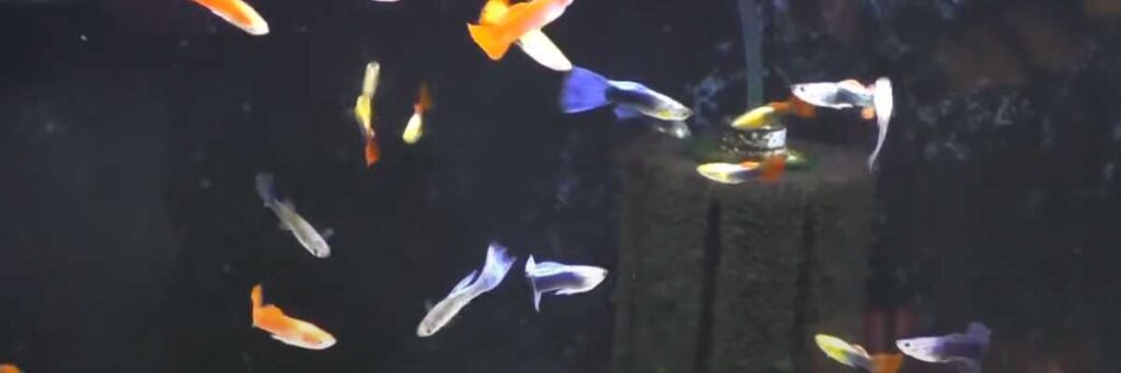Can Guppies Live With Angelfish? – Don’t Believe What Others Tell You!