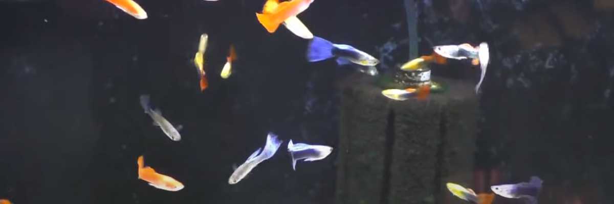 can-guppies-live-with-angelfish-don-t-believe-what-others-tell-you