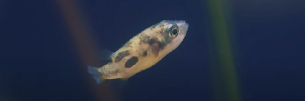 What Do Pea Puffers Eat? (You might be surprised!)