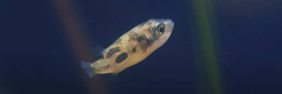 What Do Pea Puffers Eat? (You might be surprised!) – FishKeepingAnswers.com