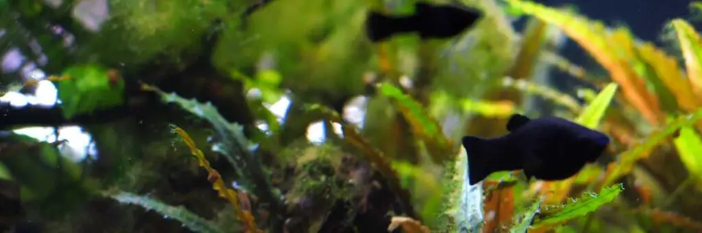 Do Black Mollies Lay Eggs? (Finally Explained)
