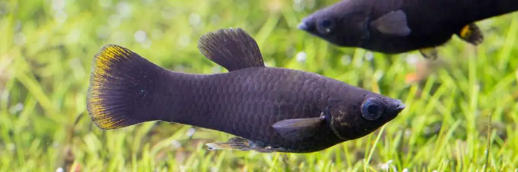 Can Black Mollies Live In Cold Water? (Solved!)