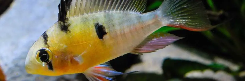 Can Bolivian Rams Live With Angelfish? (Answered!)