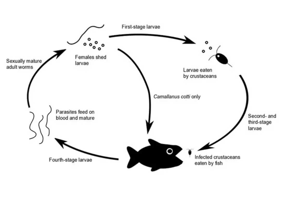 What Is Camallanus Red Worm? (And How To Treat It) – FishKeepingAnswers.com