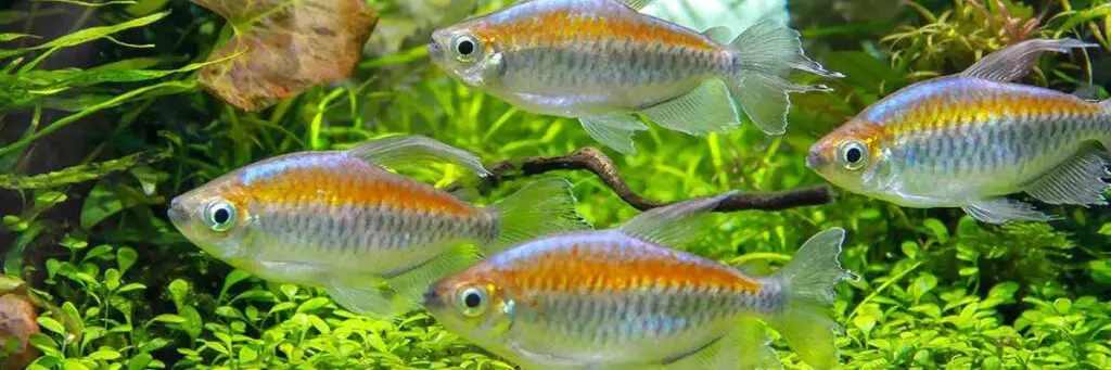 Can Congo Tetras Live With Angelfish? (Explained)