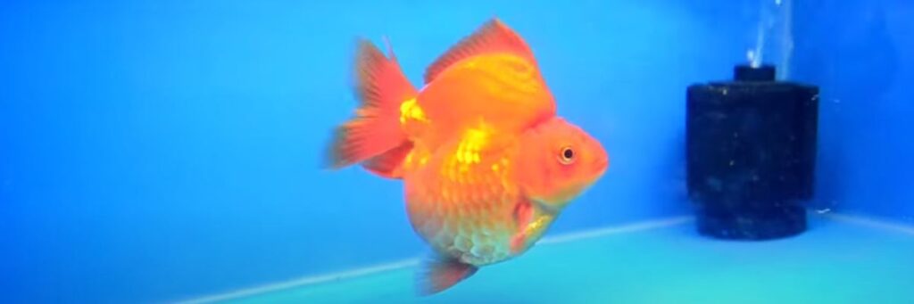 Can Goldfish Live In Warm Water? What is the ideal temperature?