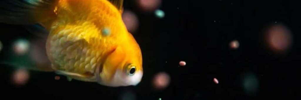 Can Goldfish Eat Daphnia? (Experts Opinion!)