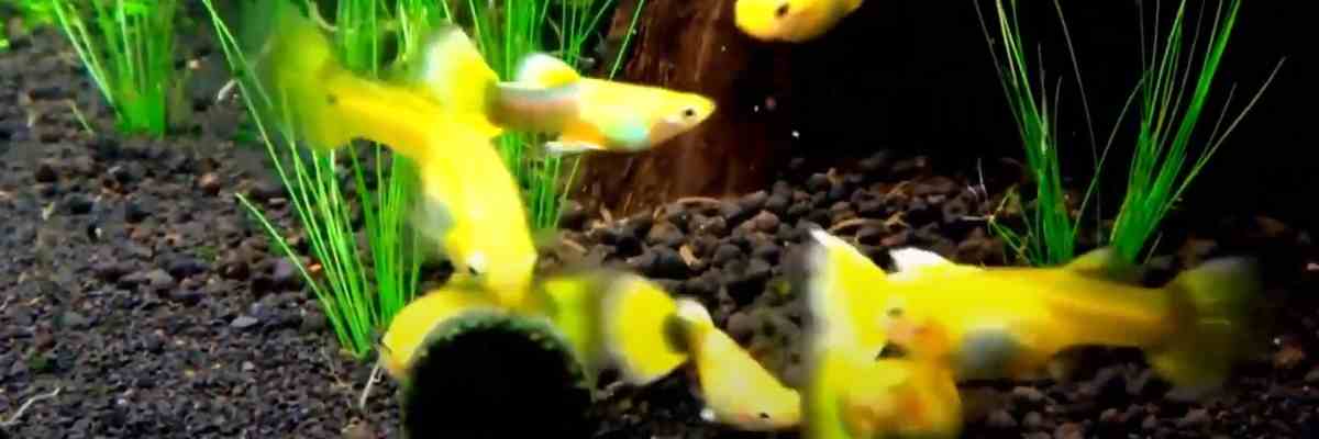 best-homemade-food-for-guppies-including-guppy-fry