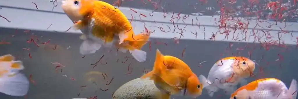 Can Goldfish Eat Bloodworms? (Interesting Answer!)