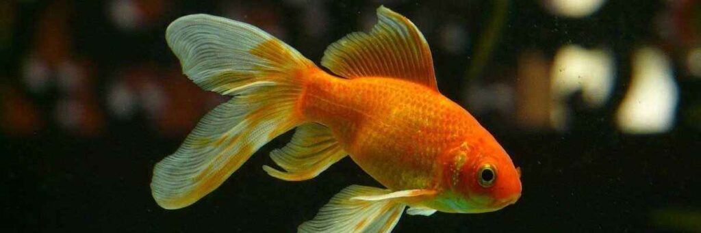 How To Euthanize A Goldfish Humanely – With Video Instructions