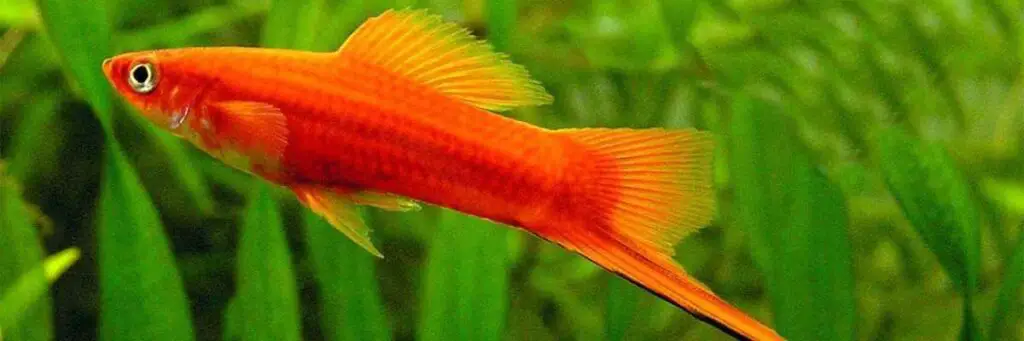 Can Swordtails Change Gender? (Finally Answered!)