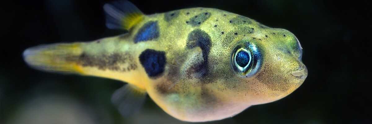 Fahaka Puffer (Tetraodon lineatus) Keeping, Breeding & Feeding ...