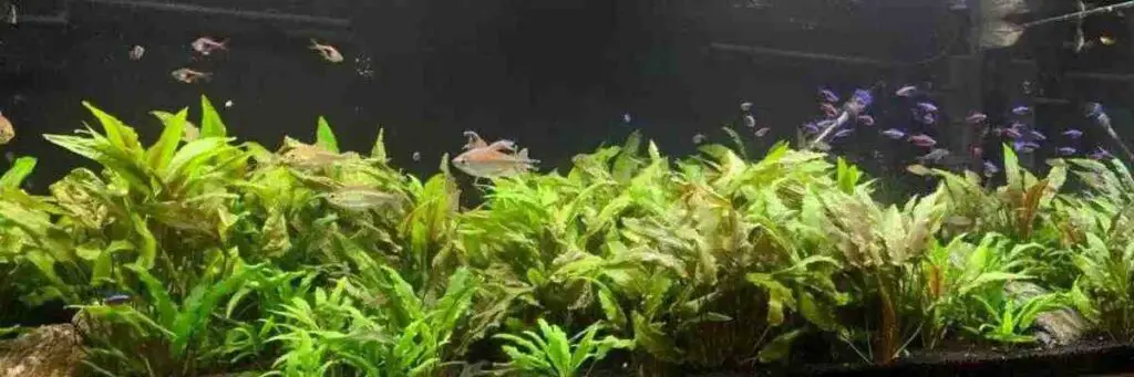 What Is Fluval Stratum (And Is It Any Good)?