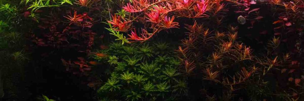 Best Aquarium Plants For Beginners (Answered!)