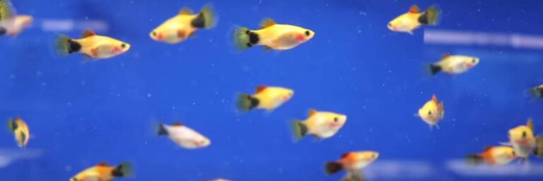 can-you-make-money-breeding-aquarium-fish-a-surprising-answer