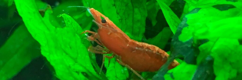 Can Guppies Live With Red Cherry Shrimp?