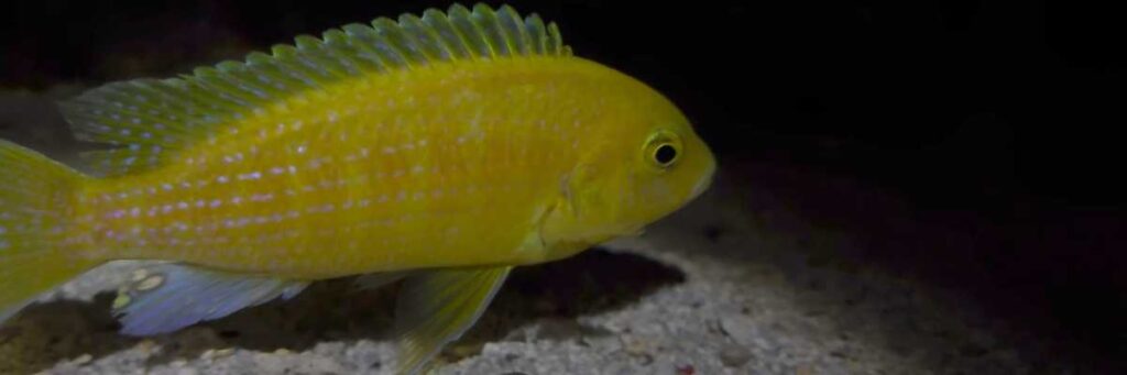 Are Yellow Lab Cichlids Aggressive? (Surprising Answer!)