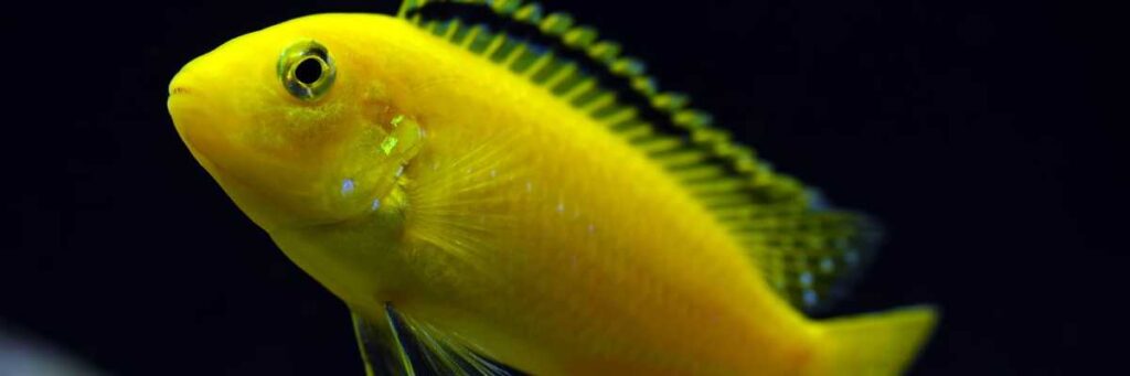 Can Yellow Lab Cichlids Live With Angelfish?