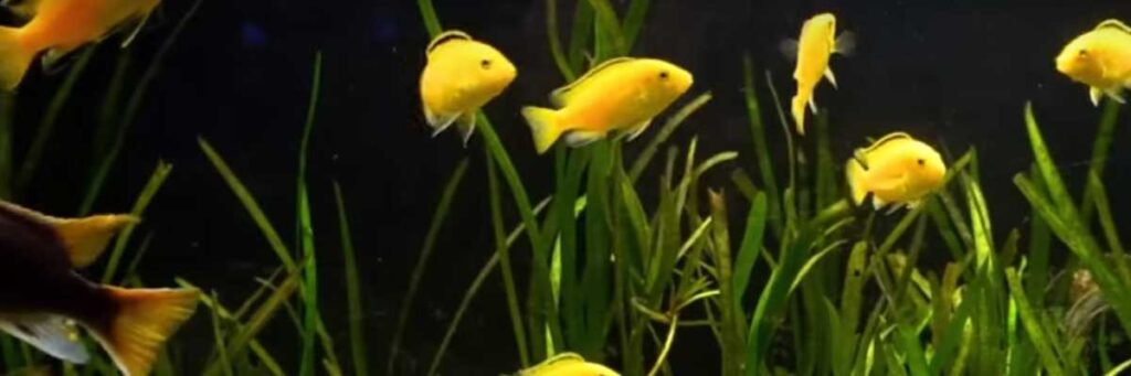 How Many Yellow Lab Cichlids In A 40 Gallon Aquarium?