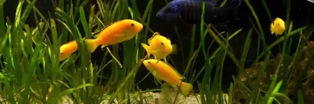 How Do Yellow Lab Cichlids Breed? (Experts Answer)
