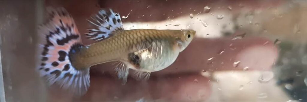 How Long Are Guppies Pregnant For Answered And Explained Fishkeepinganswers Com