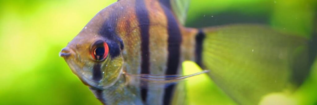 Keeping and Breeding Angelfish – Ultimate Care Guide