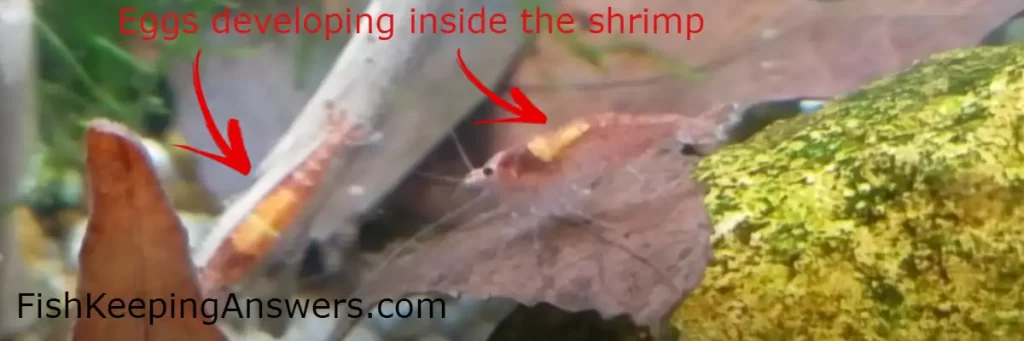 Eggs developing inside Red Cherry Shrimp