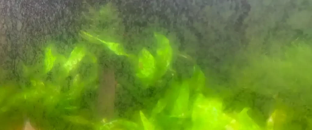 Green Algae on Aquarium Glass