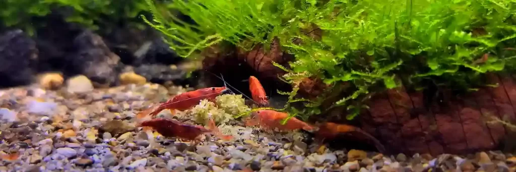 What Do Red Cherry Shrimp Eat? A complete guide to feeding