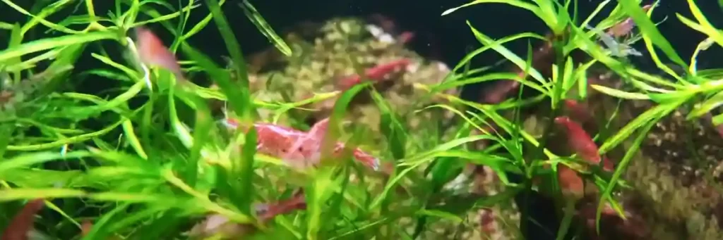 Do Red Cherry Shrimp Lay Eggs? (You might be surprised!)