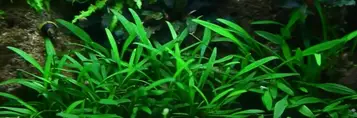 Cryptocoryne Wendtii Green Mini Clump Crypt Live Aquarium Plants BUY2GET1FREE* 