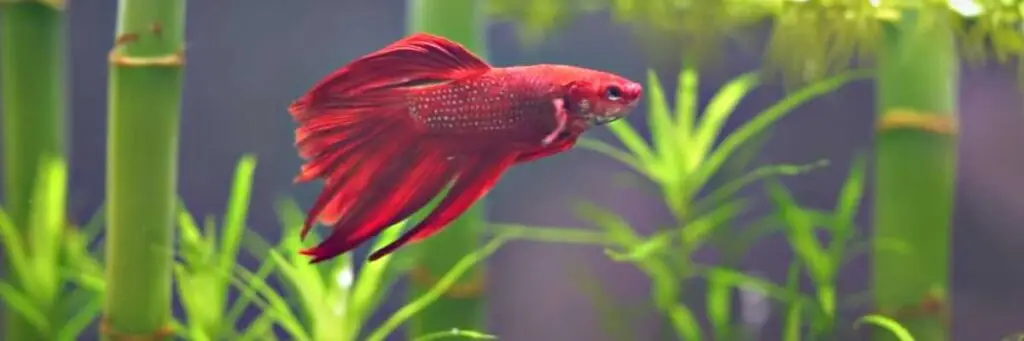 Can Betta Fish Eat Frozen Fish Foods? (Solved!)