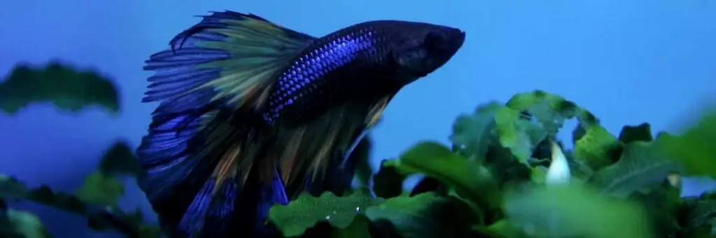 Do Betta Fish Need Sunlight? (Explained!)