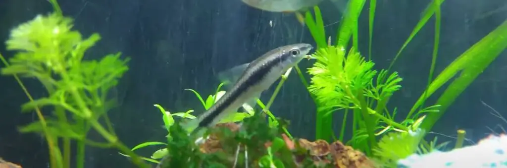 Can Betta Fish Live With Siamese Algae Eaters? (Answered!)